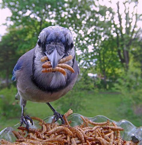 Instaló una cámara de alimentación para aves y el resultado es increíble