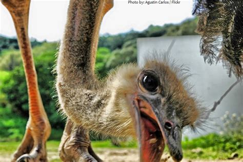 Interesting facts about ostriches | Just Fun Facts