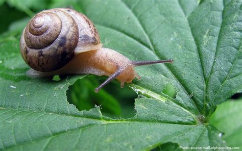 Interesting facts about snails | Just Fun Facts
