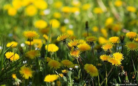 Interesting facts about wildflowers | Just Fun Facts