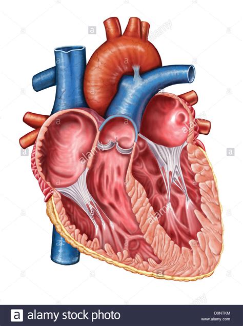 Interior of human heart Stock Photo: 57643368   Alamy