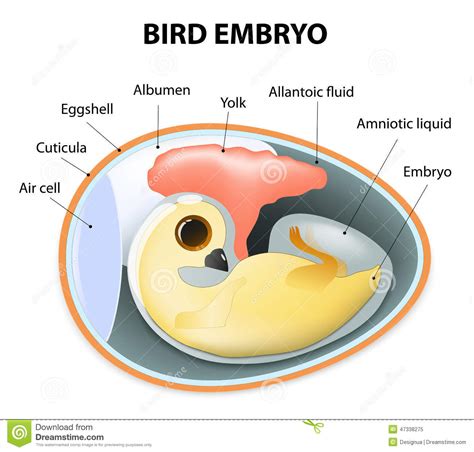 Interior View Of A Birds Egg Stock Vector Illustration ...