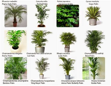 Interiorscaping Compendium: INDOOR PLANT IDENTIFICATION
