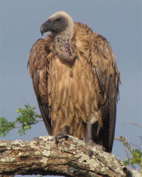 International Vulture Awareness Day 2013   Wildlife ACT
