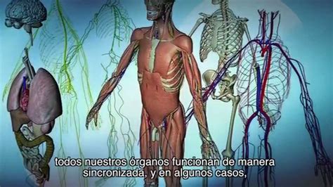 Interrelaciones entre aspectos anatómicos, fisiológicos de los sistemas ...
