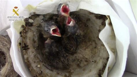 Intervienen 14 nidos con 48 crías de ave expoliados del ...