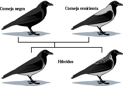 Introducción a la evolución: Especiación