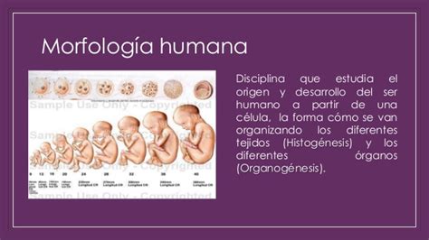 Introducción a la morfología humana