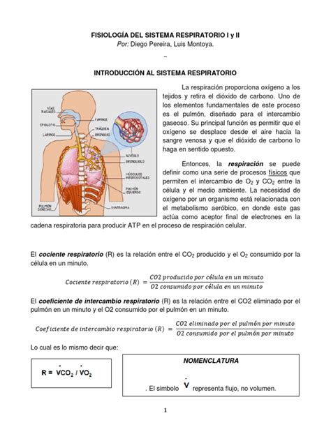 Introducción Al Sistema Respiratorio y Ventilación | Sistema ...