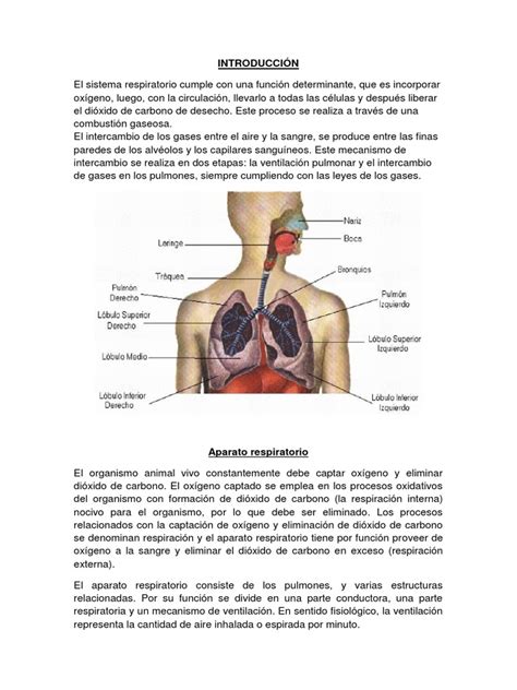 INTRODUCCIÓN El sistema respiratorio.pdf | Sistema respiratorio ...