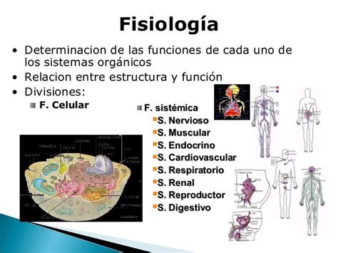 introducción fisiologia