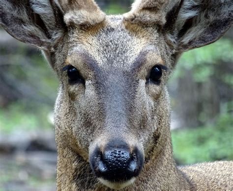 Introducing the beautiful Huemul Southern Andean Dee an endangered ...