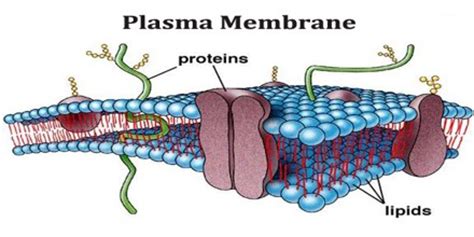 Introduction of Plasma Membrane   Assignment Point