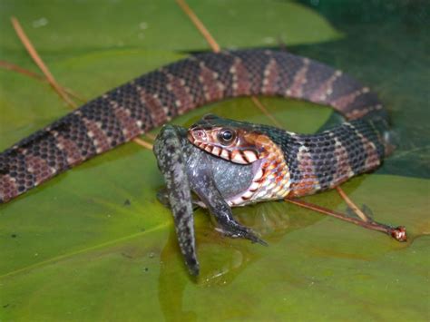 Invasive watersnakes introduced to California may pose ...