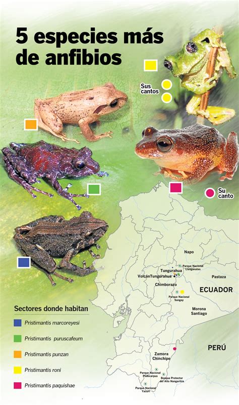 Inventario de anfibios suma 5 especies más en Ecuador