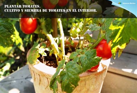 Invernadero para cultivar tomates | Plantas