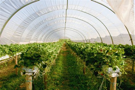 Invernaderos túnel  PARA TODO TIPO DE CULTIVO