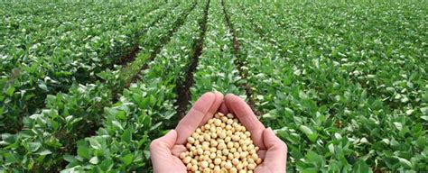 Invertir en la cotización y precio de la soja en tiempo real