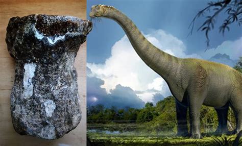 Investigadores argentinos hallan fósil de dinosaurio de 85 millones de años