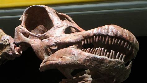 Investigadores argentinos hallan fósil de dinosaurio | IMPULSO