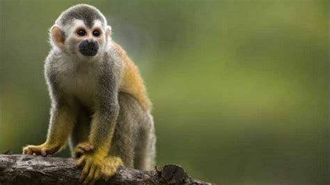 Investigadores descubren una nueva especie de mono tití en la selva ...