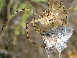 Investigadores encuentran casos de arañas que comen ...