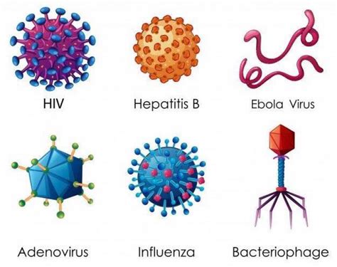 investigan 3 ejemplos de especies de virus según cada forma   Brainly.lat