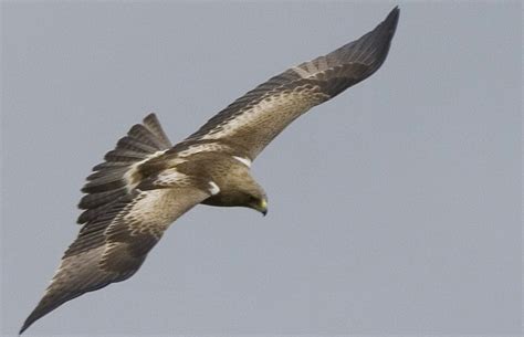 Investigan la muerte a perdigonazos de un águila protegida en Oleiros ...