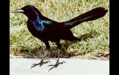Investigan muerte de pájaros negros | El Informador