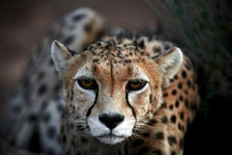 Iran tries to save Asiatic Cheetah from extinction ...