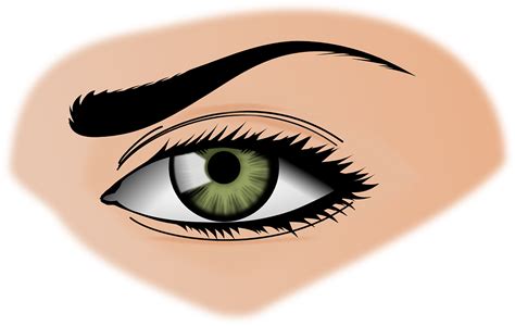 Iris Eye Eyebrows · Free vector graphic on Pixabay