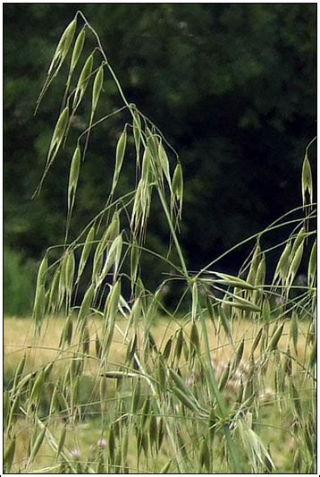 Irish Grasses Wild Oat