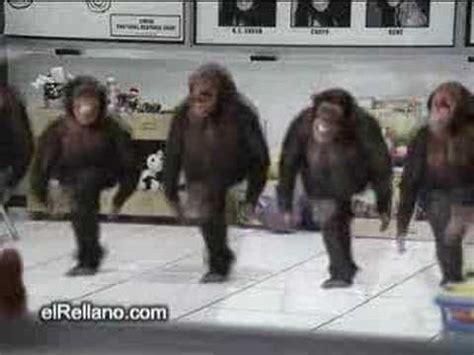 irish monkey dance stephens version    YouTube
