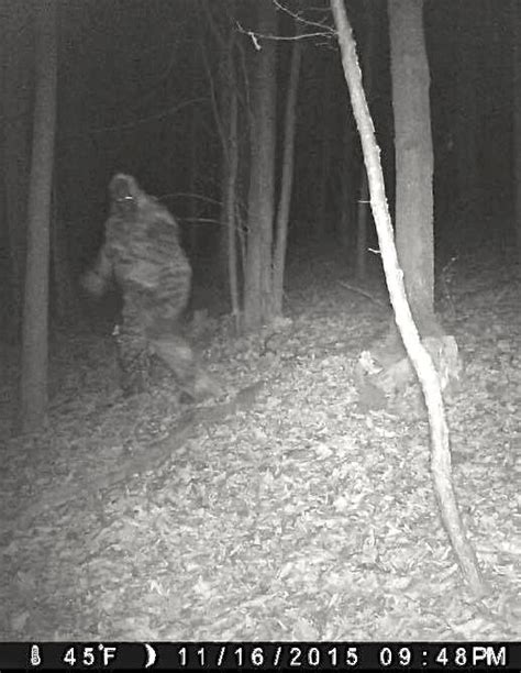 Is Bigfoot real ? [OP Update with Photo Evidence!]   Page ...