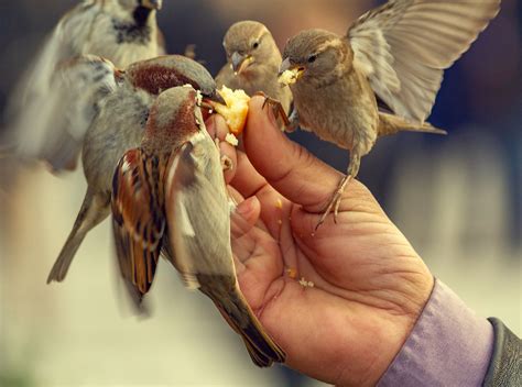 Is Feeding Wild Birds Good Or Bad?   WorldAtlas.com