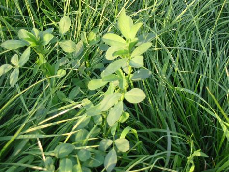 Is interseeding alfalfa in permanent pasture a good idea?   King s ...