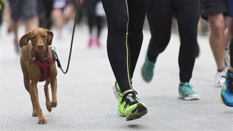Is Jogging Or Running Safe For Dogs?   Dogtime