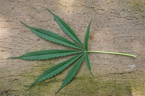 Is Medical Marijuana Effective In Treating MS? Animal ...