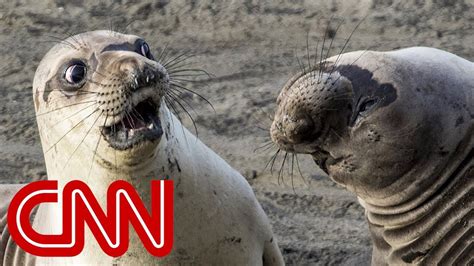 Is shocked seal the funniest wildlife photo of 2017?   YouTube