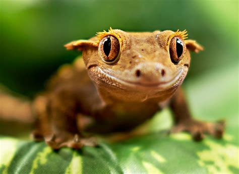Is the Crested Gecko the Perfect Reptile for You? | PetCoach