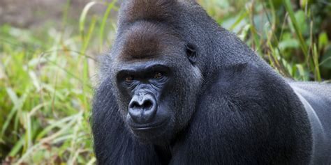 Is Your Smartphone Killing Gorillas? | HuffPost