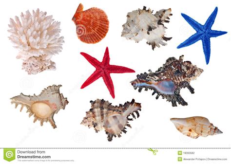 Isolated Sea Invertebrates Collection Stock Photo Image ...