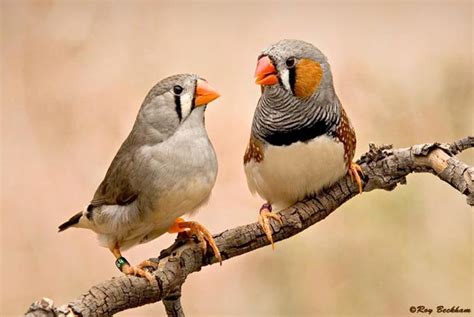 It s not just the genes: zebra finches show love is ...
