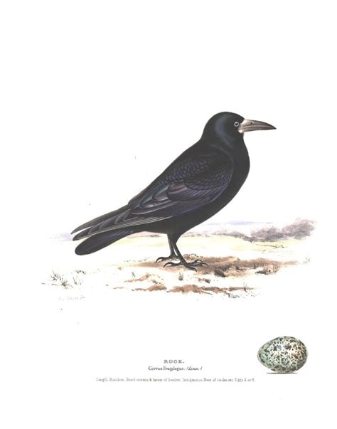 Italiano Corvus frugilegus: Sistematica, Habitat ...