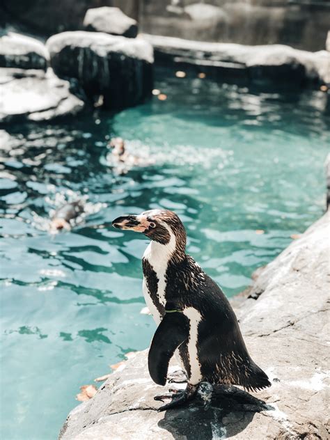 ITAP of a Penguin in the Barcelona ZOO : itookapicture