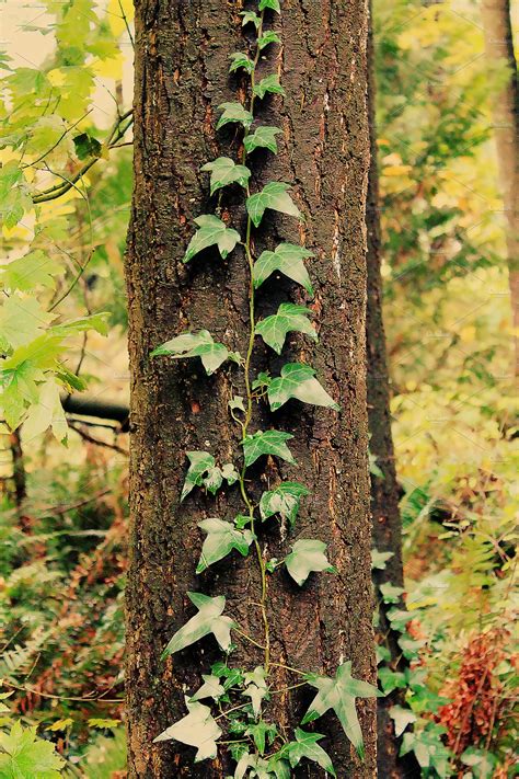 Ivy Climbing Tree | High Quality Nature Stock Photos ...