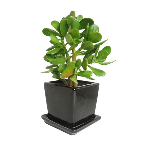 Jade Plant in Clay Planter | dotandbo.com Bring home a ...