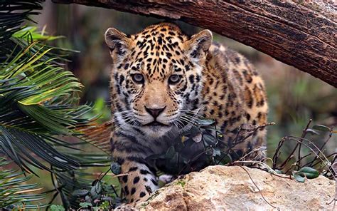 Jaguar, Características   BioEnciclopedia