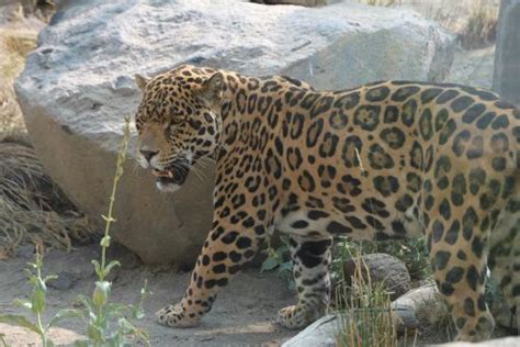 Jaguar   Picture of Animal Ark, Reno   TripAdvisor