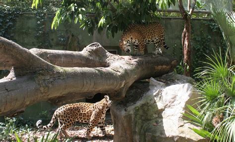 Jaguar | Zoo Barcelona